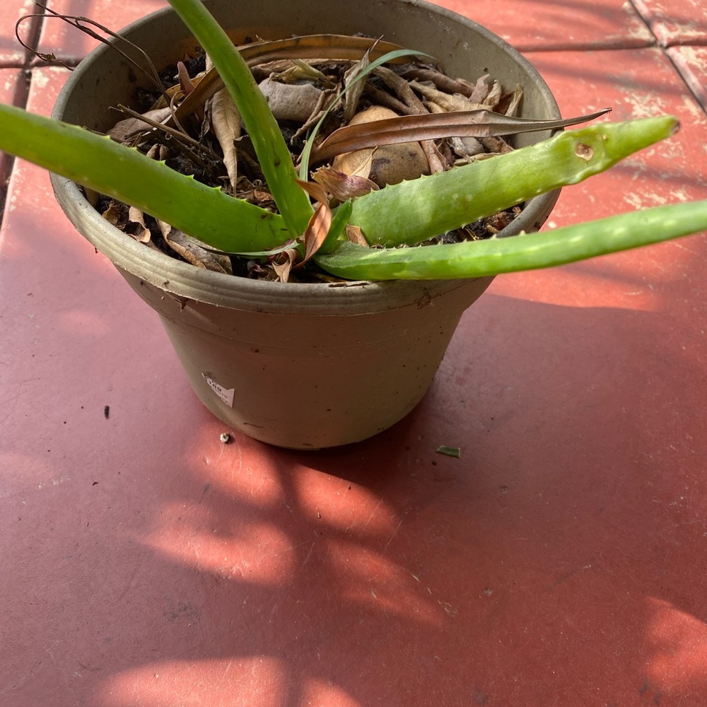 Aloe - Picture 2 of 5